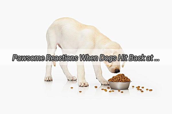 Pawsome Reactions When Dogs Hit Back at Their Mischievous Owners